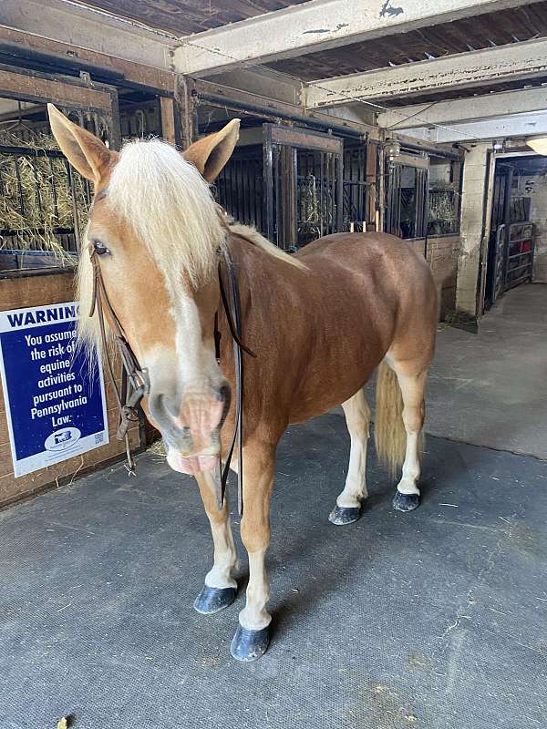 haflinger-mare