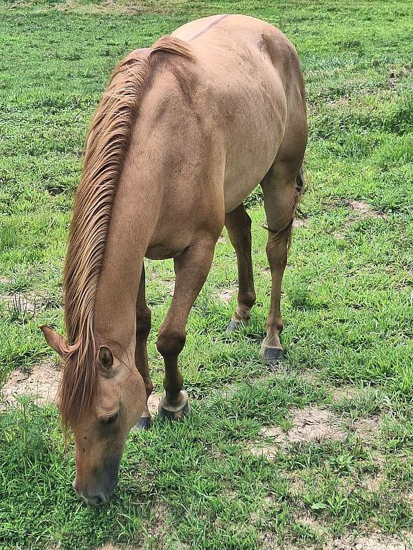 quarter-horse-gelding