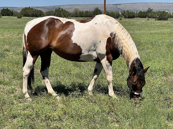 broodmare-paint-horse