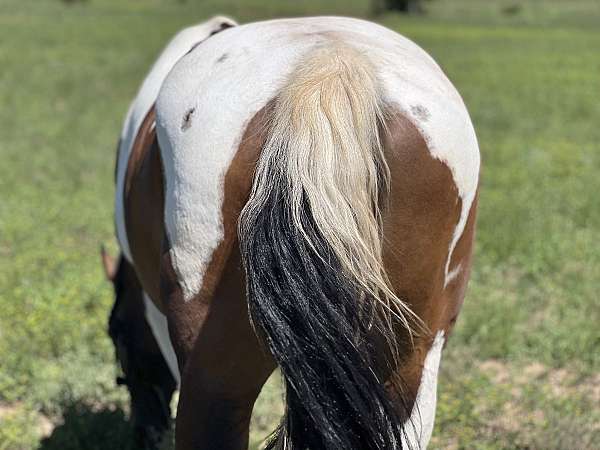 family-paint-horse