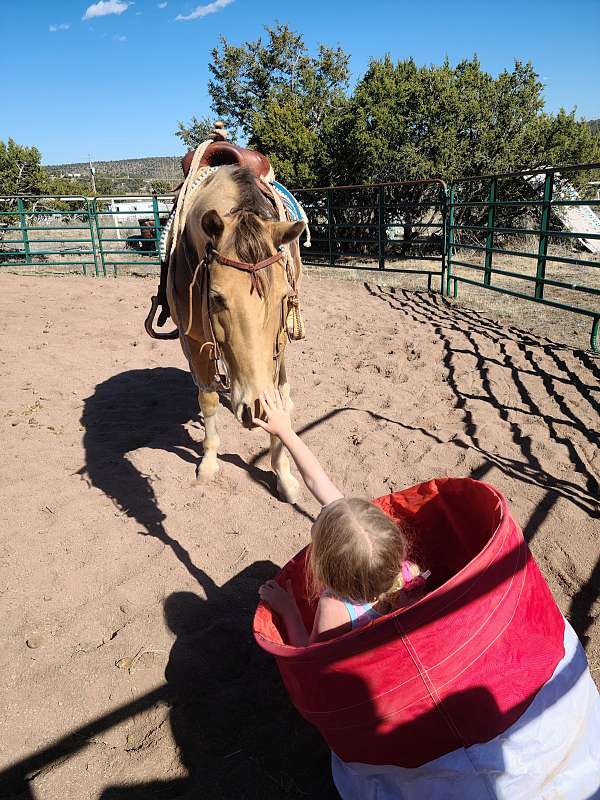 all-around-quarter-pony