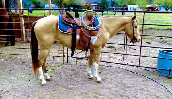 trail-riding-quarter-pony