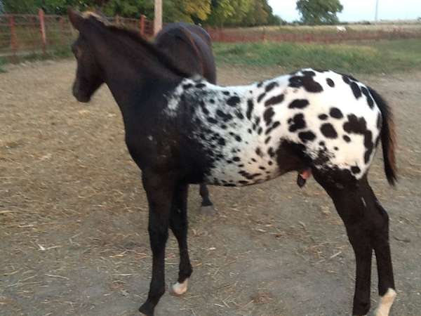 black-aphc-colt-stallion