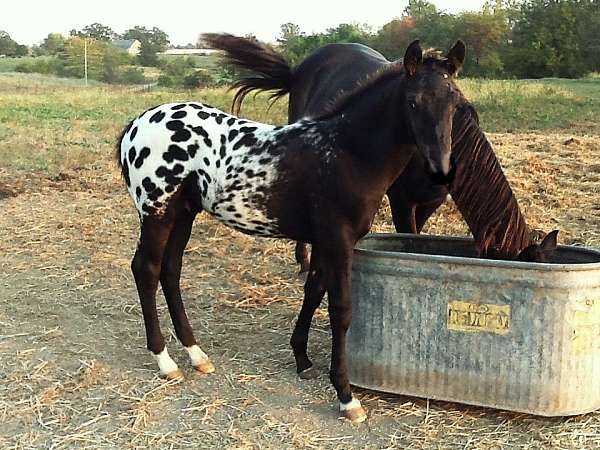 black-aphc-colt-stallion