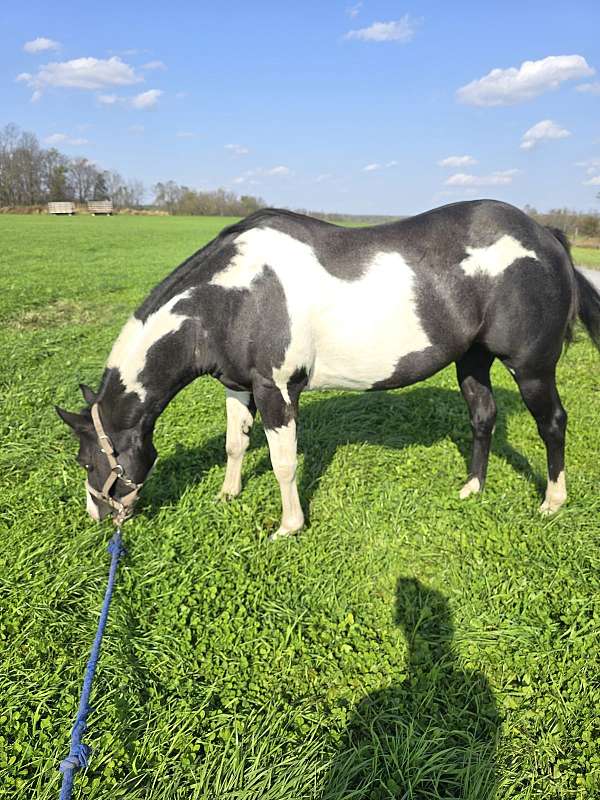 paint-gelding