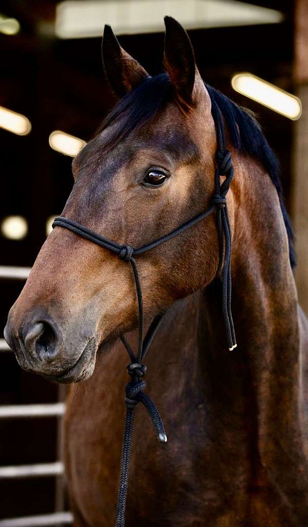 dressage-irish-draught-horse