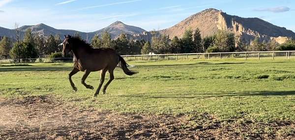 hunter-irish-draught-horse