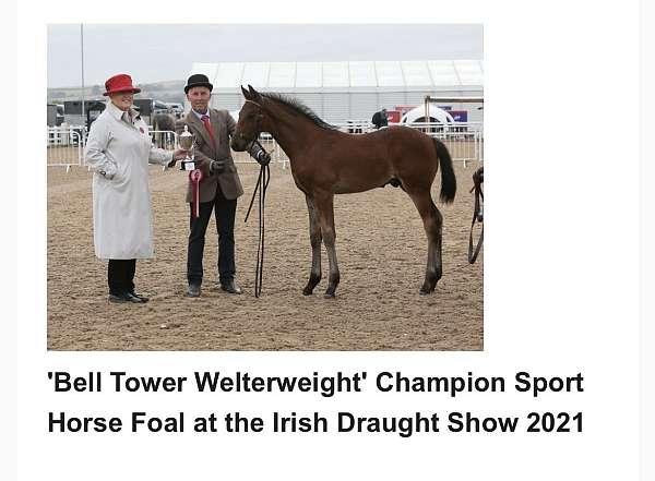 import-irish-draught-horse