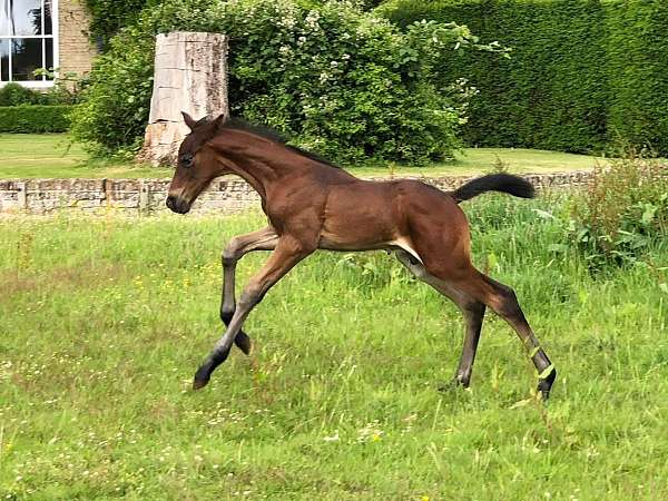 jumper-irish-draught-horse