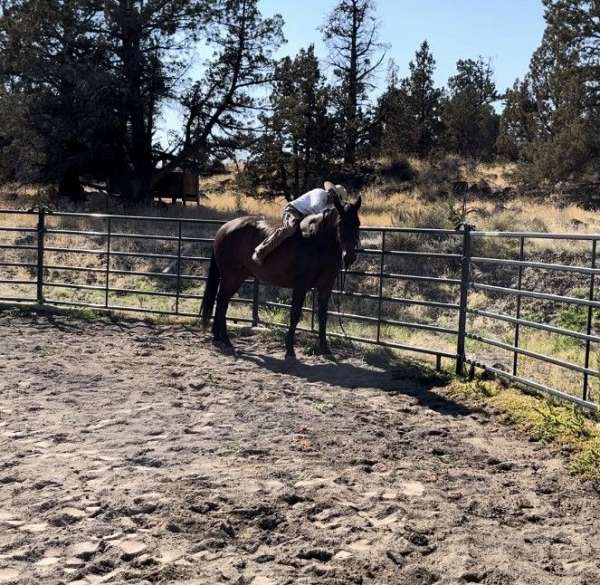 jumping-irish-draught-horse