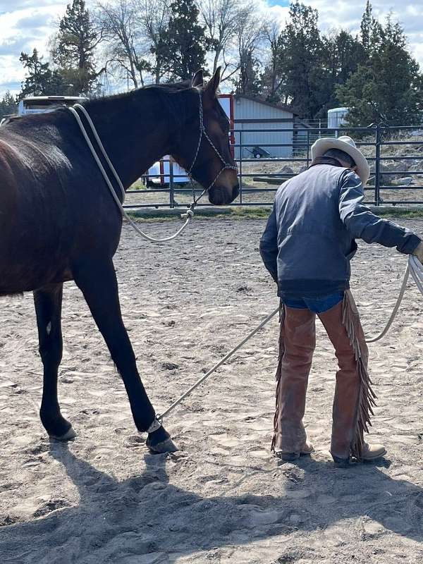 natural-horsemanship-training-irish-draught-horse