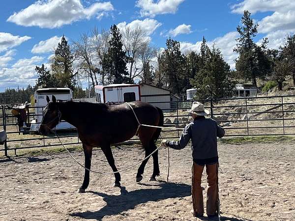 bay-irish-draught-gelding