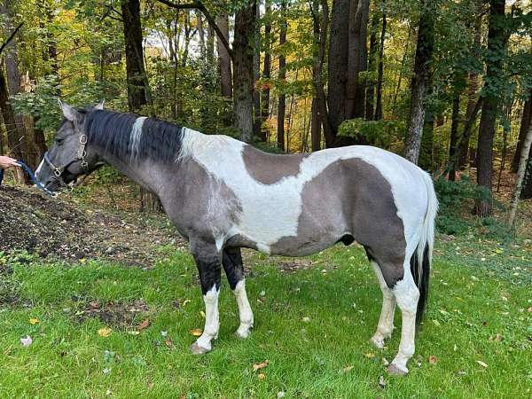 cantering-paint-horse