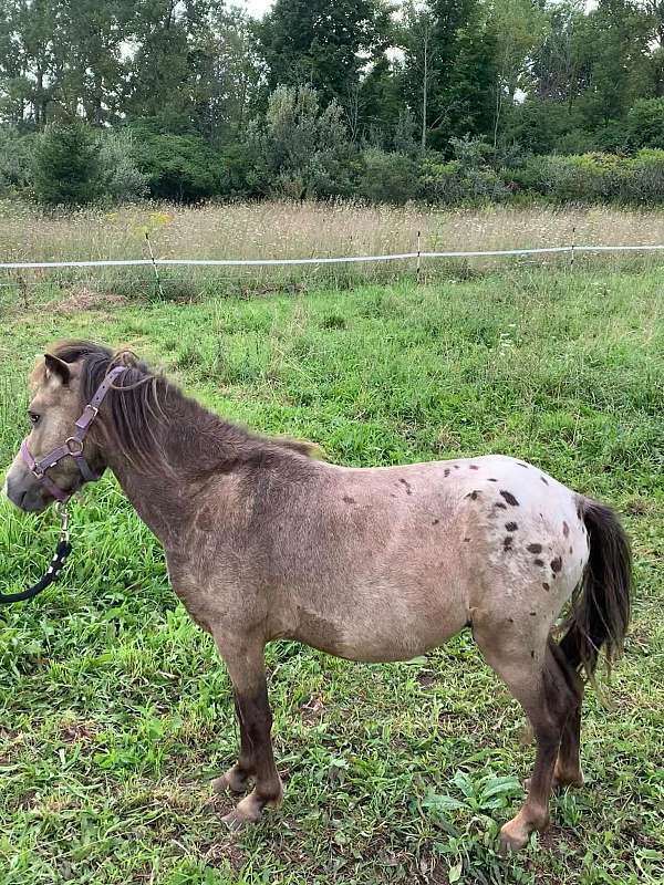 appaloosa-horse