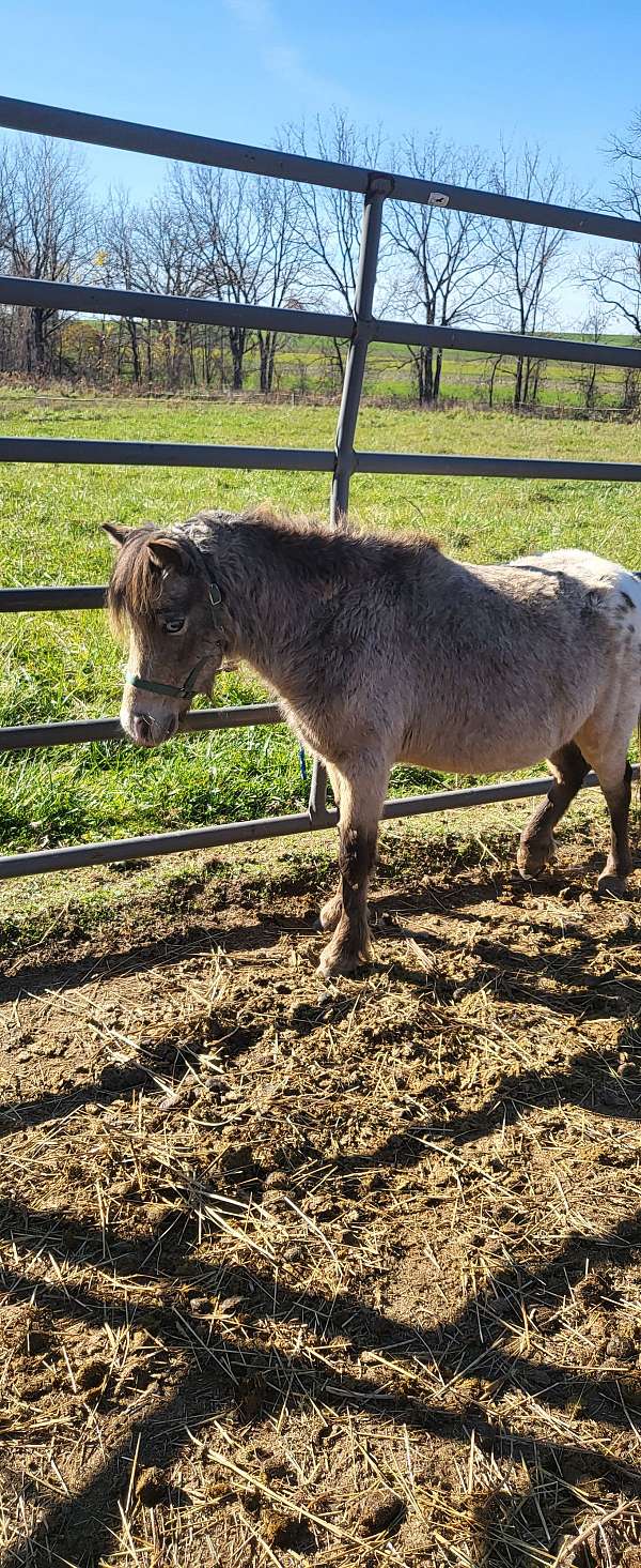 appaloosa-horse