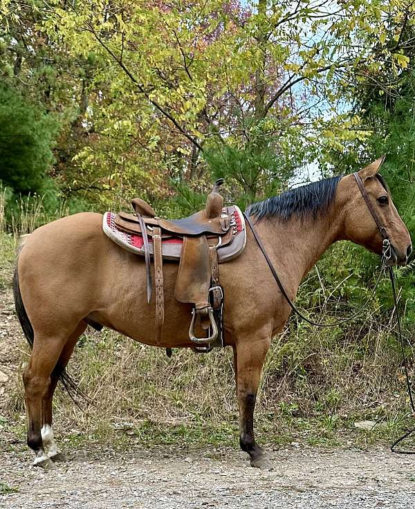 beginner-quarter-horse