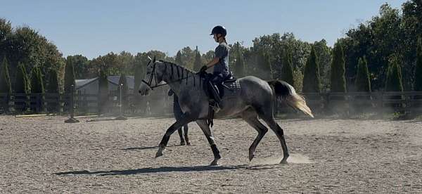 grey-dressage-started-under-saddle-horse