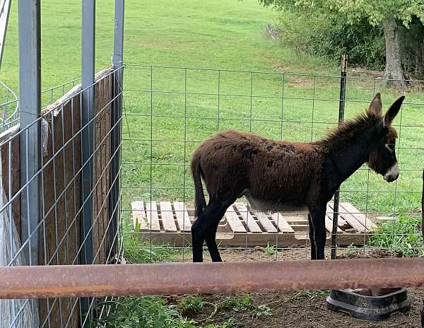 donkey-foal