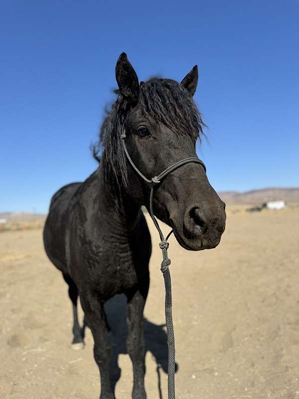 all-around-bashkir-curly-curly-horse