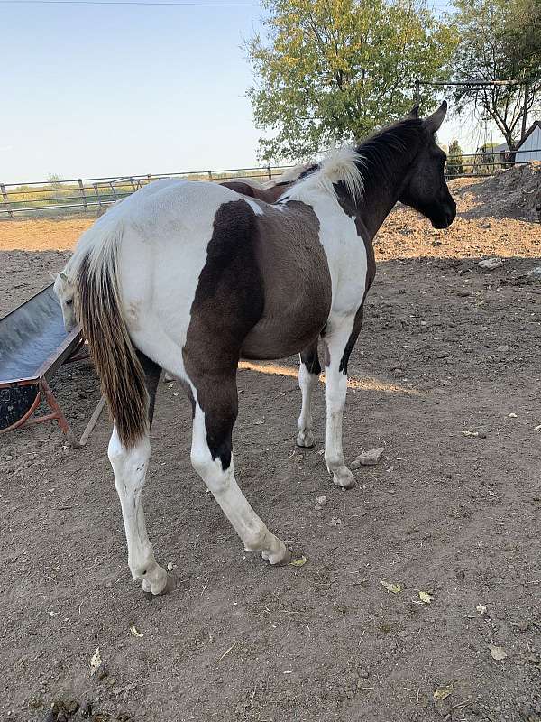 apha-paint-weanling