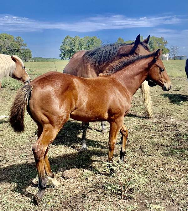 buckskin-paint-palomino-colt-filly