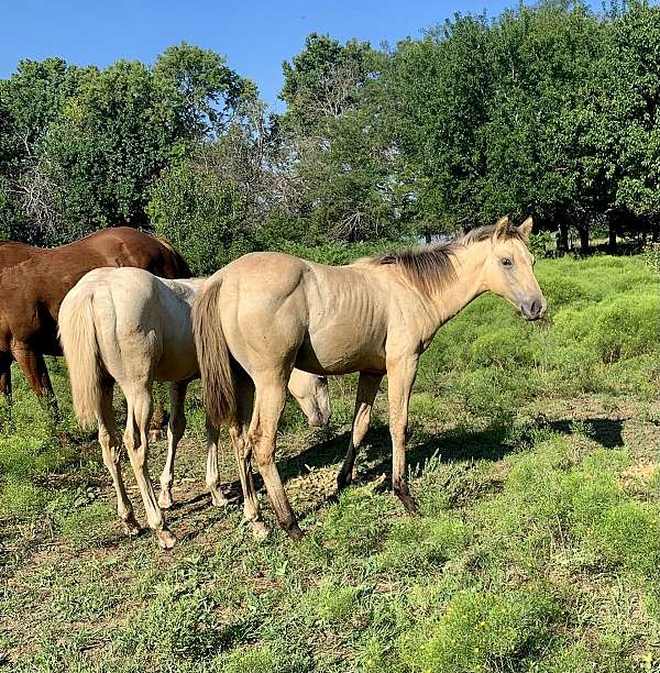 aqha-colt-filly