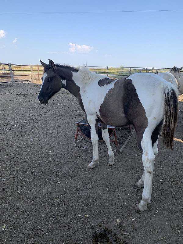 aqha-paint-palomino-horse