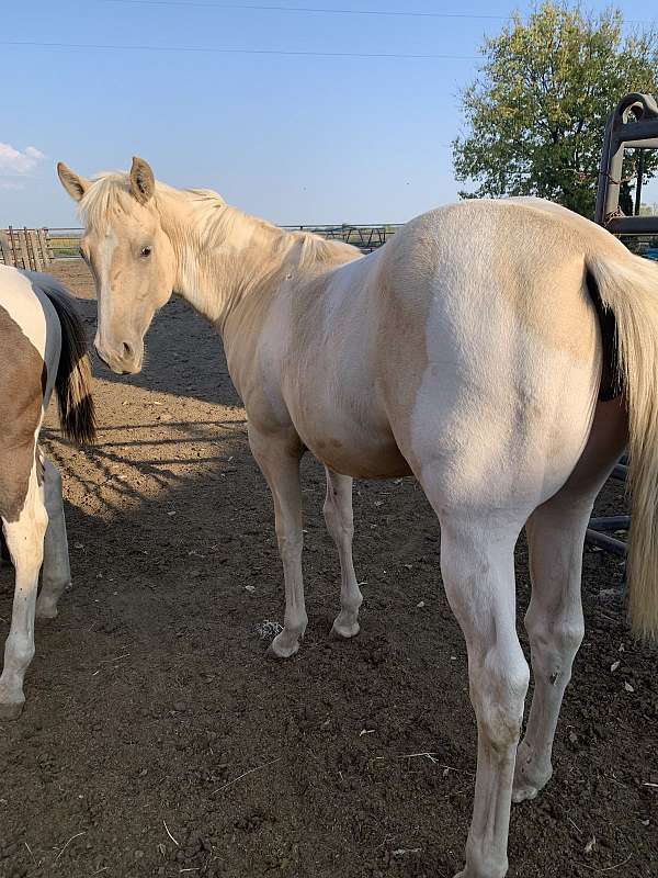 buckskin-paint-palomino-horse