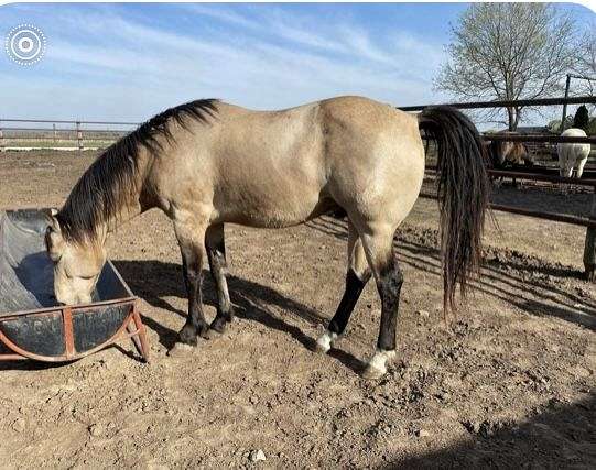 buckskin-paint-palomino