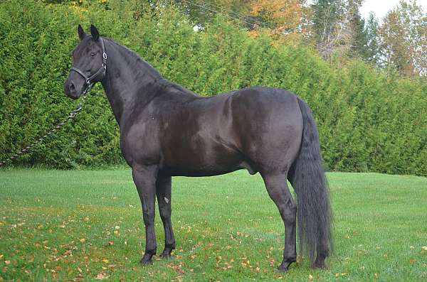 black-morgan-horse