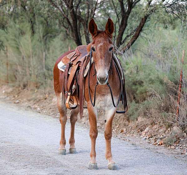 family-horse-quarter