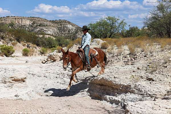 mule-quarter-horse