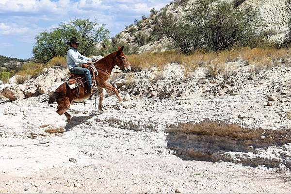 all-around-quarter-horse