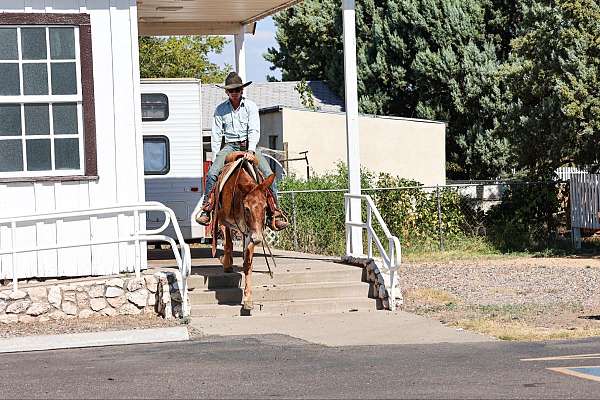 ranch-quarter-horse