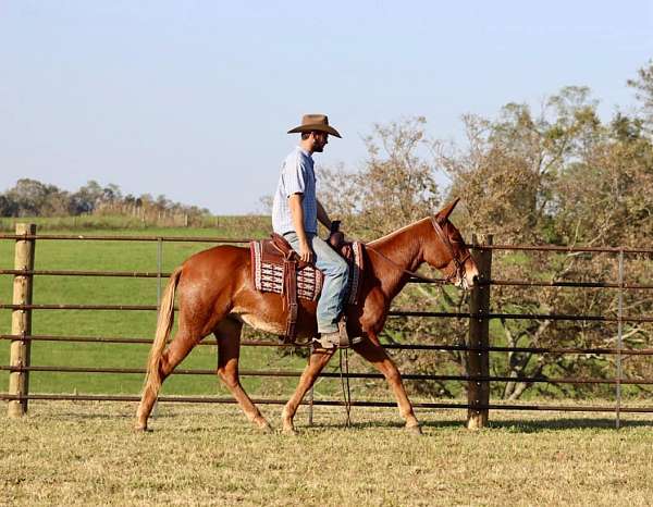 all-around-quarter-horse