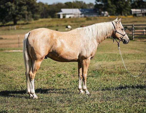 palomino-blaze-horse