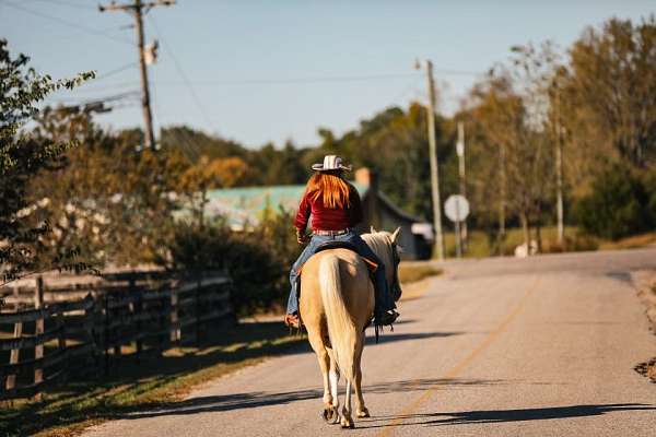 trail-quarter-horse