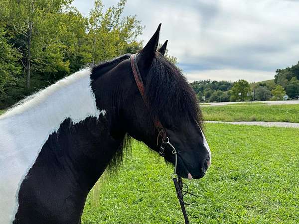 beginner-safe-quarter-horse