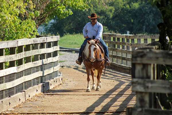 ranch-work-haflinger-horse