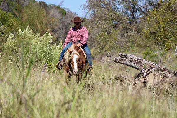 beginner-safe-haflinger-horse