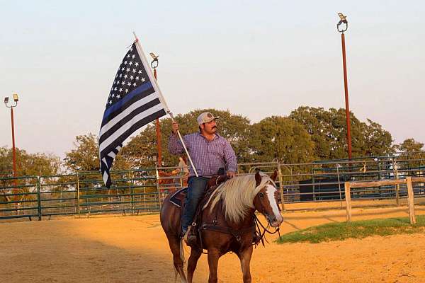 all-around-haflinger-horse