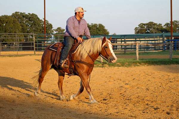 athletic-haflinger-horse