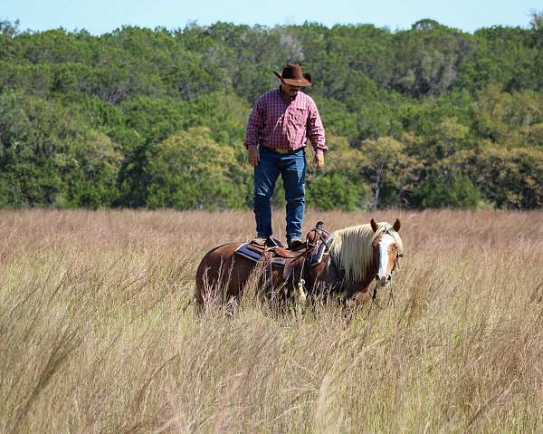 beginner-haflinger-horse