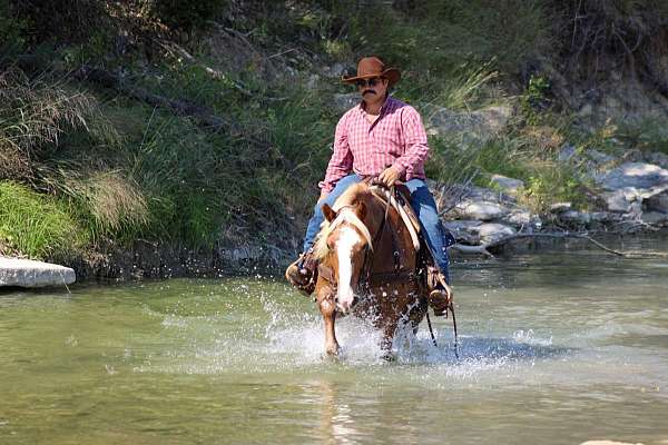 experienced-haflinger-horse