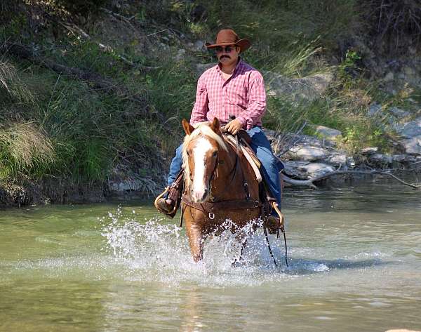 husband-safe-haflinger-horse