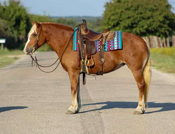 ranch-haflinger-horse