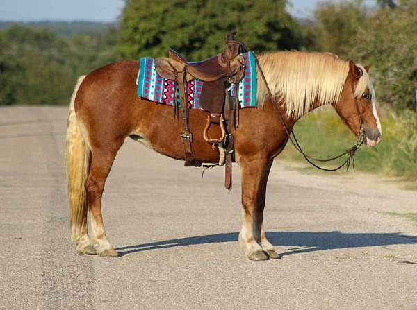 ranch-versatility-haflinger-horse