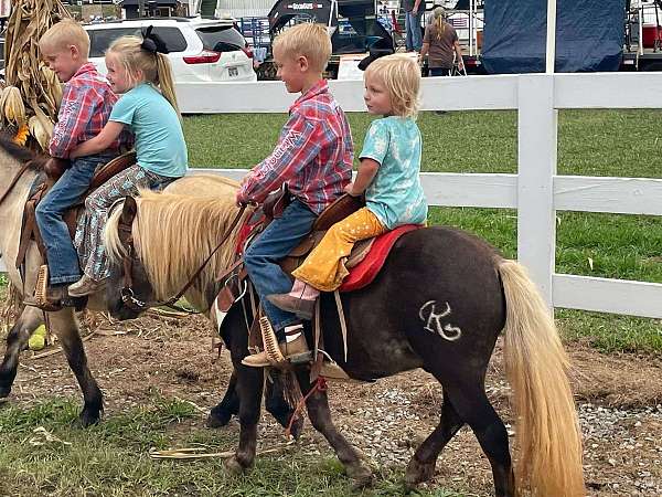 beginner-safe-haflinger-horse