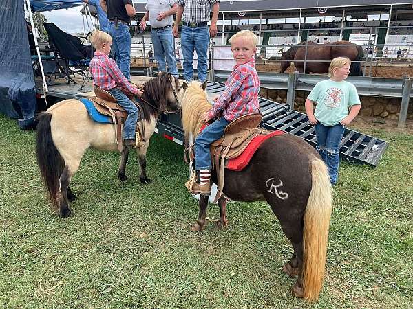 family-horse-haflinger