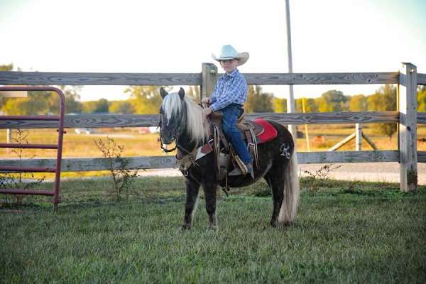 ranch-work-haflinger-horse